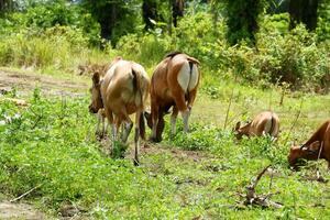 A herd of cows grazing in a field photo