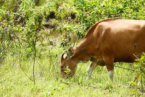 A cow grazing in a field with trees and bushes photo