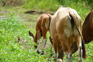 A herd of cows grazing in a field photo