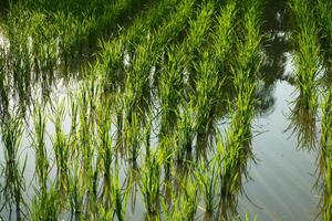 A large field of green grass with water photo
