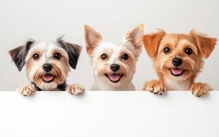 Three adorable dogs with happy expressions peeking over white surface, showcasing their playful nature and friendly demeanor photo