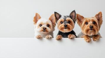 Creative and cheerful image of three small dogs looking over white surface. Their playful expressions and fluffy fur create delightful scene photo
