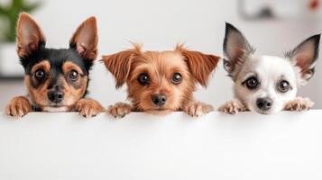 Three small dogs peeking over white surface, showcasing their curious expressions. dogs exhibit mix of colors and breeds, creating adorable and engaging scene photo