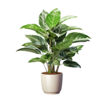 Potted indoor green plant with lush leaves in a modern white ceramic pot on display png