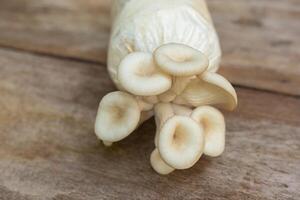 Oyster Mushroom Phoenix Mushroom Lung Oyster Mushroom prefers in warm and moist weather while it can grow on cottonwood. Good choice of food for vegetarian. photo