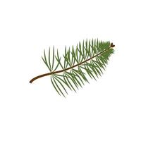 Hand drawn fir tree twig, branch, spruce, Christmas decoration element, sketch style vector