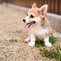 Welsh corgi pembroke puppy playing in the yard photo
