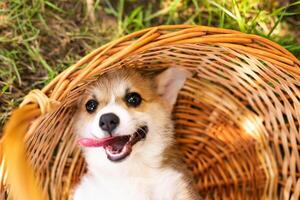 Corgi baby dog wait for someone in summer sunny day photo