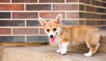 Welsh corgi pembroke puppy playing in the yard photo