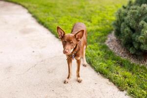 Australian Kelpie puppy outside in the yard on the green lawn photo