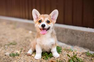 Welsh corgi pembroke puppy playing in the yard photo