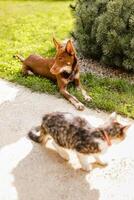 Australian Kelpie puppy lying outside on green lawn, playing with cats and having fun photo