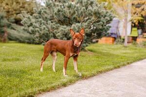 Australian Kelpie puppy outside in the yard on the green lawn photo