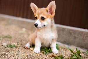 Welsh corgi pembroke puppy playing in the yard photo