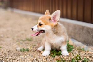Welsh corgi pembroke puppy playing in the yard photo
