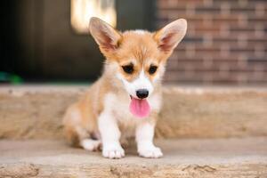 Welsh corgi pembroke puppy playing in the yard photo