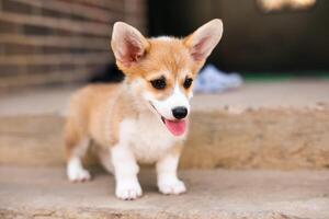 Welsh corgi pembroke puppy playing in the yard photo