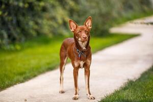 Australian Kelpie puppy outside in the yard on the green lawn photo