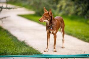 Australian Kelpie puppy outside in the yard on the green lawn photo