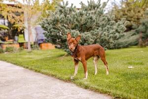 Australian Kelpie puppy outside in the yard on the green lawn photo