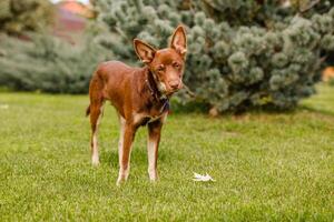 Australian Kelpie puppy outside in the yard on the green lawn photo