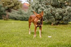 Australian Kelpie puppy outside in the yard on the green lawn photo
