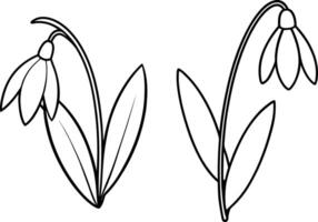 snowdrops on white background. vector