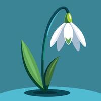 snowdrop flower design vector