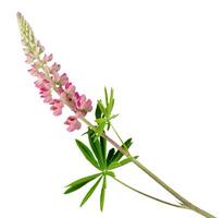Lupine flower isolated on white background photo