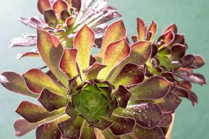 Flower Aeonium Schwarzkopf succulent. Leaves plant. photo