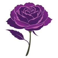 purple carnation silhouette vector