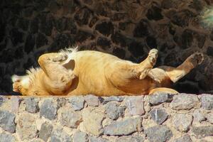 Lioness sleeping on her back. The animal is basking in the sun. Lion sleeping photo