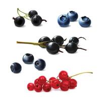 Berries set, realistic illustration. Currants, blueberries, bog whortleberry. vector