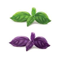 Basil leaves, fresh spice isolated on white background vector