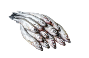 Fresh raw sea small fish smelt. Black background. Top view png