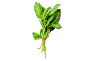 A sprig of Basil on a white background. Space for text. Seasoning for vegetables png