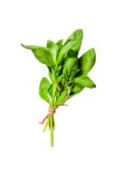 A sprig of Basil on a black background. Space for text. Seasoning for vegetables. png