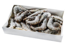 Frozen fresh big shrimps, prawns prepared for seafood cooking. White background. Top view. Copy space png