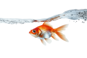 A goldfish swims gracefully just below a sparkling water surface, displaying vibrant orange and white hues. png