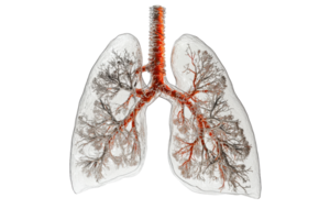 Detailed anatomical representation of human lungs showcasing intricate bronchial tree structure and vascular connections. png