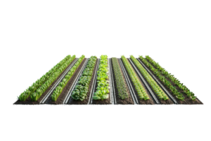 A vibrant array of neatly arranged rows of various green plants showcasing healthy growth and diversity. png