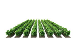 A vibrant field of neatly arranged green plants in rows, showcasing healthy growth and agricultural symmetry. png