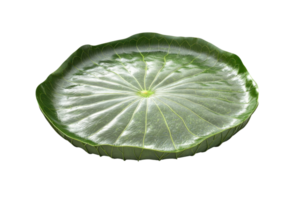 A circular green leaf with prominent veins and a slightly raised center, showcasing its unique texture and shape. png
