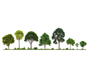 A series of diverse trees showcasing varying heights, shapes, and foliage colors in a linear arrangement. png