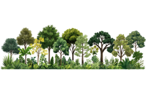 A variety of lush green trees with diverse foliage, showcasing different shapes, sizes, and colors in a dense arrangement. png