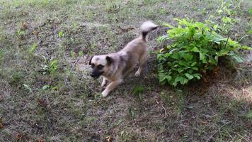 Mix-breed dog marks territory pissing to green leaves and then rows the ground and going away. Pet behavior of animal markings video