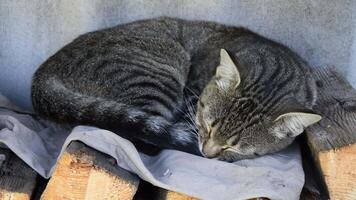 Napping tabby cat wake up from sleep because of naughty child hand touching kitten fur. Grey short haired cat lay atop rug on firewood. Toddler plays and wakes up pet video