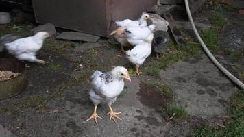 Little curious chick looks into camera and moves head. Organic chicken farming. Rural scene of chickens walking video