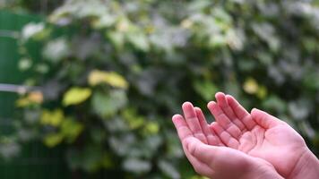 Closeup of wet hands of little child in rain. Kid plays in drizzle collecting droplets in hands. Summer rainy season concept video