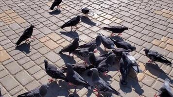 Flock of birds feed and peck food at city street pavement. Grey pigeons crowding and pushing each other with wings while feeding outdoor in bright sunlight with shadows. Pigeons fighting and flying video
